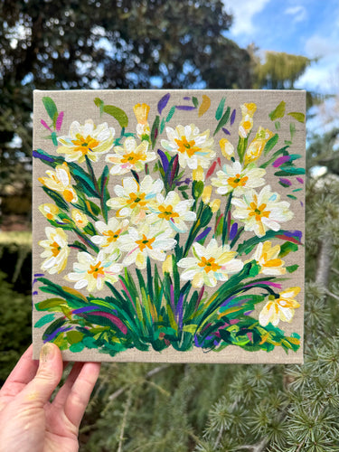 Primroses