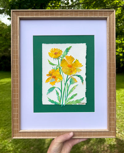Coreopsis