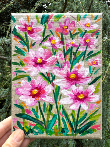 Light Pink Cosmos- (October Birth Month Flower)