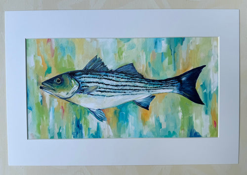 Rockfish/Striper